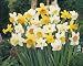 Unwins Bulbs - Daffodil Miniature Mixed 1.5kg prepacked bulb(s)