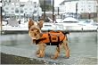 Outward Hound Designer II Life Jacket, X-Small, Assorted Colors