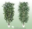TWO 7' Artificial Trees - Very Full Ficus + Weeping Ficus with Real Wood Trunks