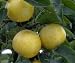 Twentieth Century Asian Pear Tree Five Gallon