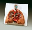 Lungs with Heart Model