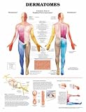 Dermatomes Anatomical Chart