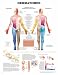 Dermatomes Anatomical Chart