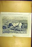 1880 GERMAN SPORTING DOG SHOOTING SPORT OLD PRINT