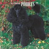 Poodles, Toy and Miniature 2009 Square Wall Calendar