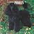 Poodles, Toy and Miniature 2009 Square Wall Calendar (Multilingual Edition)