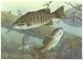 GIANT Wall Sticker of Smallmouth Bass (many sizes available)