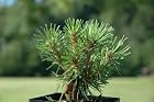 Pinus Mugo Piggelmee - Mugo Pine Tree - Pot Size 4