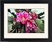 Framed Prints of Orchid Cactus flower from Ros Drinkwater
