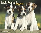 Jack Russell Puppies 2009 Calendar