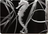 SEAHORSE SEA HORSE GIFTS Set of 4 Place Mats