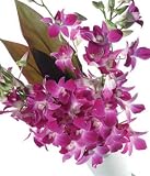 Oriental Orchids