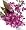 Oriental Orchids