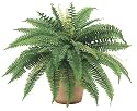 25 Inch Boston Fern Bush x48 - Qty of 6