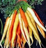 Rainbow Carrot 350 Seeds - A Rainbow of Color & Flavor ! - B000UW5S7I