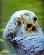 Sea Otter (Playing in Water) Art Poster Print - 13x19