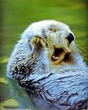 Sea Otter (Playing in Water) Art Poster Print - 16" X 20"