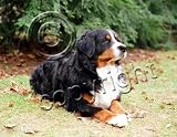 Bernese Mountain Dog Mouse Pad - Barbara Augello Collection