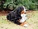 Bernese Mountain Dog Mouse Pad - Barbara Augello Collection