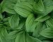 Hosta - 24