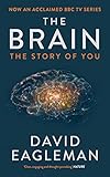 The brain
