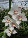 Cymbidium Beauty Fred orchid seedling, lovely white flowers