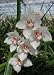 Cymbidium Beauty Fred orchid seedling, lovely white flowers