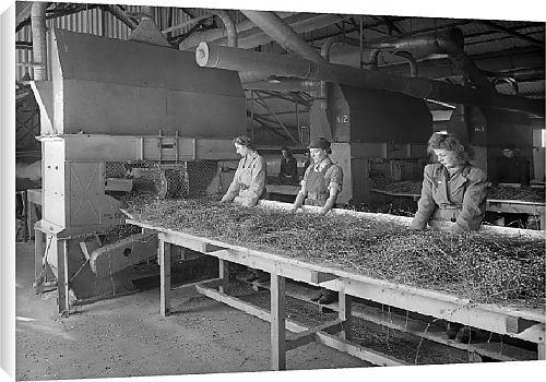 Canvas Prints of Flax Harvest from Country Life Canvas Prints of Flax Harvest from Country Life