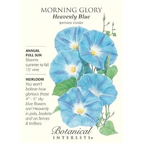 Morning Glory Heavenly Blue