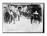 Newswire Photo S Boy Scouts. Grooming their horses.