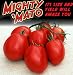 Mighty 'Mato Grafted Amish Paste Tomato Plant - Easy to Grow/More Fruit