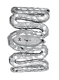 Roberto Cavalli Damen-Armbanduhr Cleopatra R7253195615