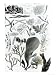 Conferra Fucus Art Giclee Poster Print by English School, 18x24
