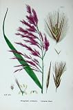 Botany Plants C1902 Common Reed Phragmites Communis