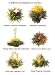 Gourmet Food : Teaposy Medley Tea- Box of 6