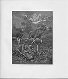 Mammals Great Britain Ireland Millais Drawing Millais Forest Scene Pleistocene Age