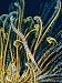 A Trumpetfish Among the Fronds of a Crinoid Photographic Poster Print