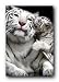 WHITE TIGER CUB BABY MOM KISS ANIMAL 24X36 POSTER 33340