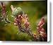 Desert Seed Pod 2 Canvas Print / Canvas Art - Artist Kelley King