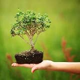 Bonsai - 36