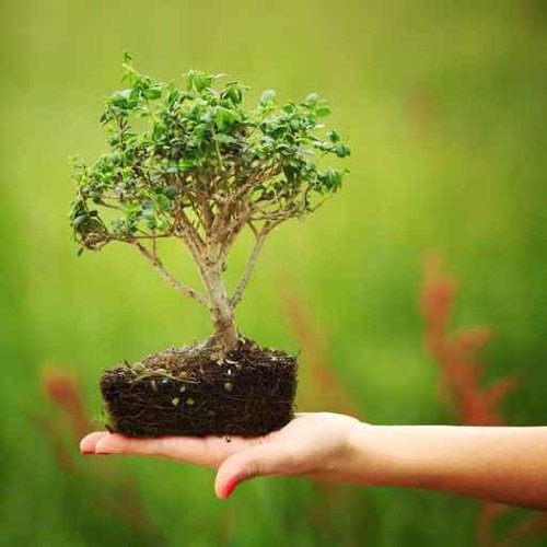 Bonsai - 36