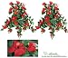TWO 29" Artificial Hibiscus Hanging Flower Bushes, with No Pot,