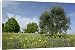 Canvas Prints of SAS-223 Olive Tree - in flowering spring meadow with Common Borage (Borago from Ardea Wildlife Pets