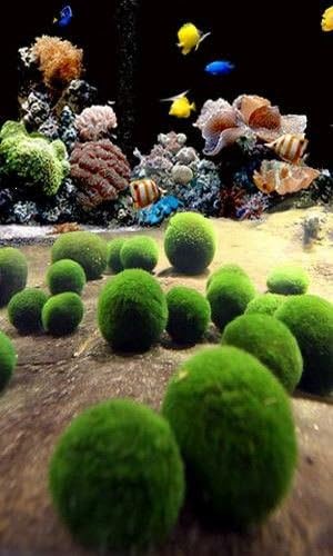 Nano Marimo x 5 pcs - Live Plant for Salt Water Aquarium Coral Sea Weed Rock