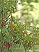 Gardener's Supply Company Pepper and Eggplant Garden Stakes | Upright Metal Vegetable Plant Supports | Sturdy V -Shape Stackable Ladder Trellis | 6