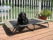 Pet Gear Portable Cot for cats and dogs up to 75-pounds, Moss Green