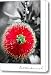Bottlebrush Callistemon Canvas Print / Canvas Art - Artist Holly Kempe