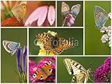 Wallmonkeys Peel and Stick Wall Decals - Nature Theme, Butterfly Collection on Flowers - 48