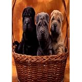 13 Ways to Manage your Dog Health