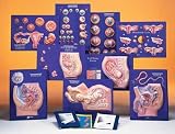 Master Set of Human Reproductive System Models for Grades 5-12